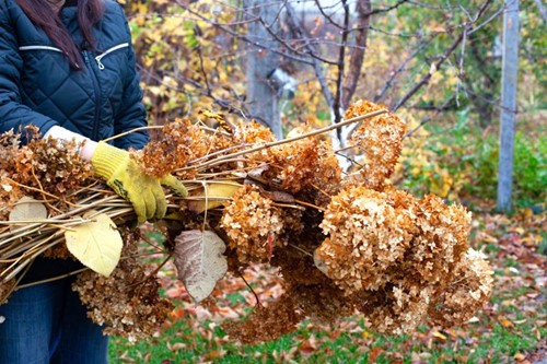 Woman in a navy coat and gardening gloves holding a large bundle of dried, brown hydrangea trimmings