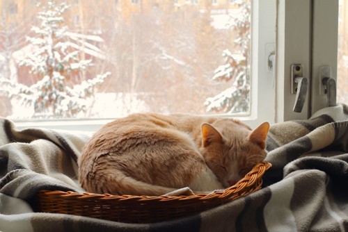 Orange cat curled up in a wicker basket with a blanket, in front of a window showing snow-covered trees outside