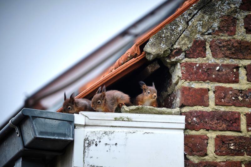 Three red squirrels nesting in a gap under the roofline of a red brick house.